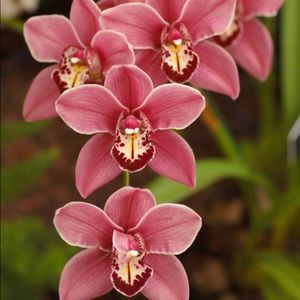 Meet your Posher, Nayeli